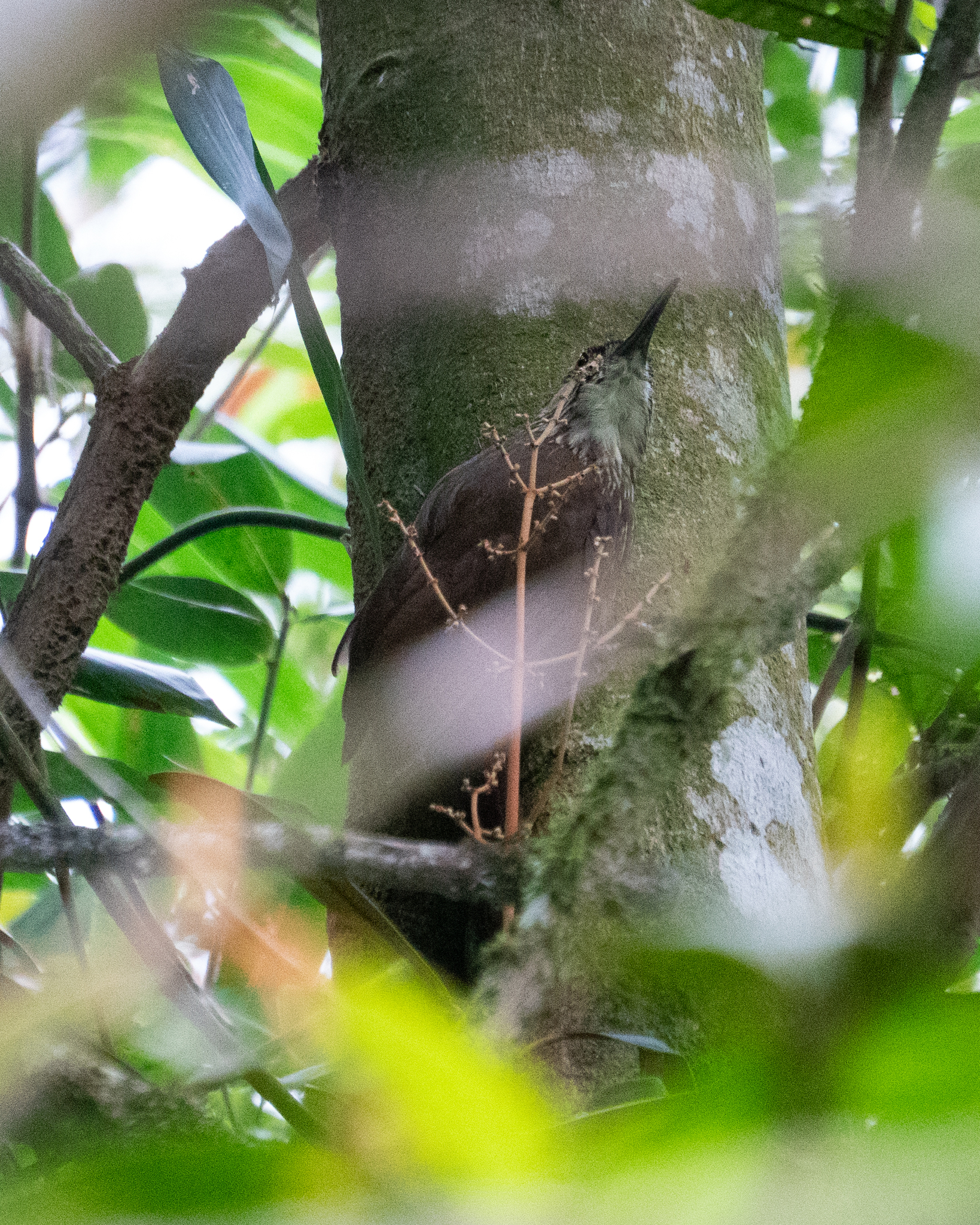 White-throated Woodcreeper (Xiphocolaptes albicollis), photo 6