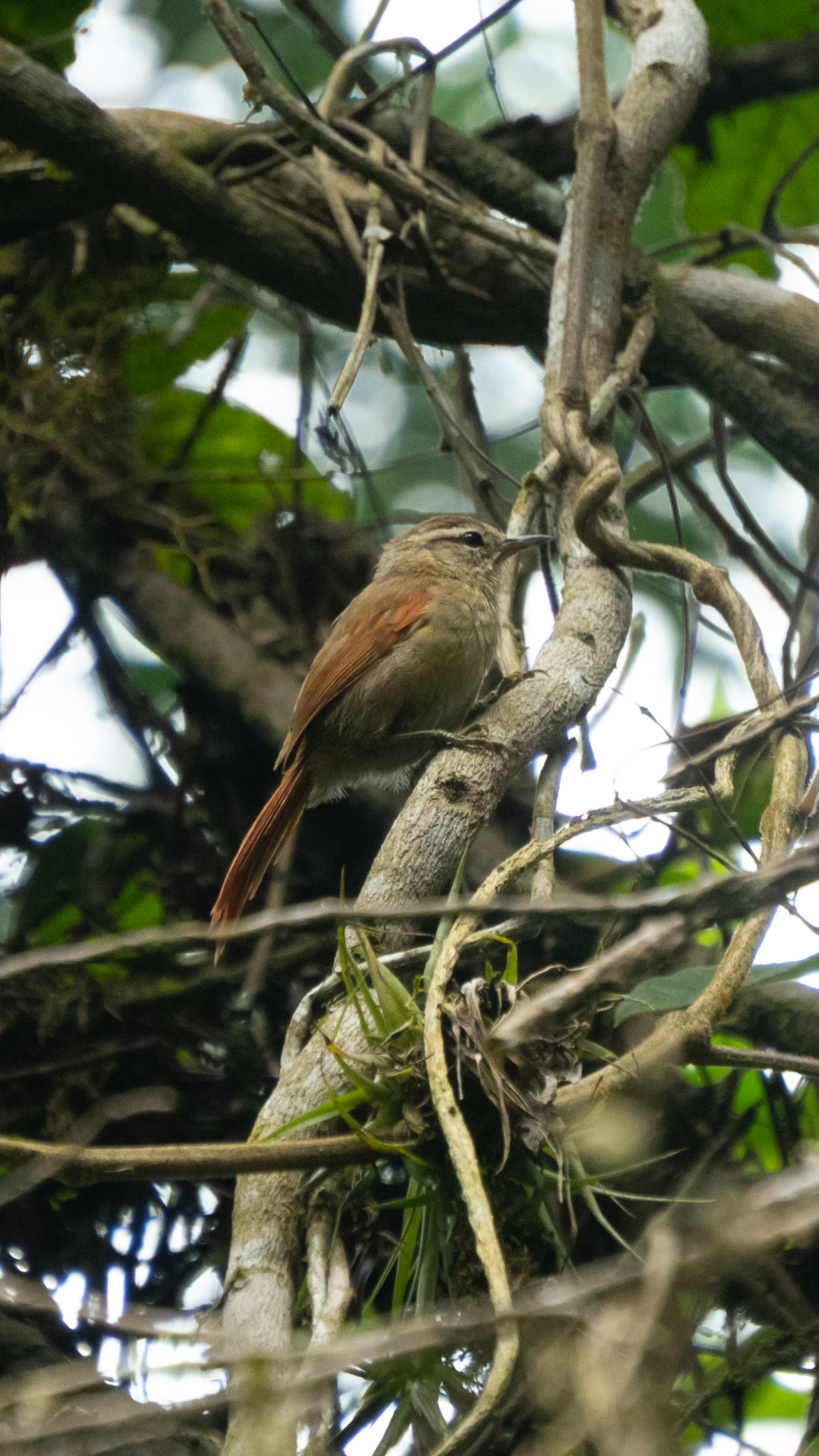 Pallid Spinetail (Cranioleuca pallida), photo 8