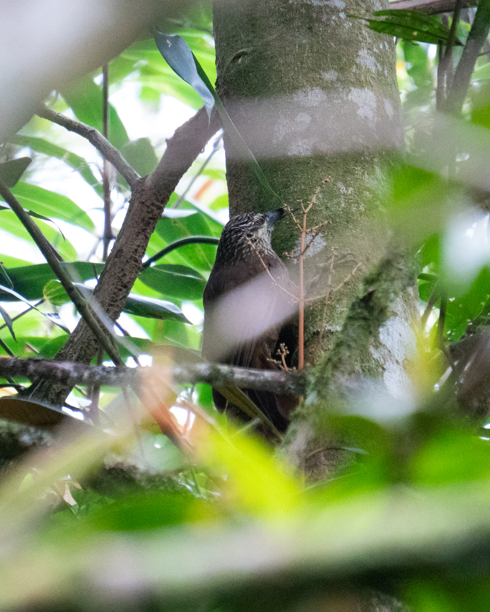 White-throated Woodcreeper (Xiphocolaptes albicollis), photo 7