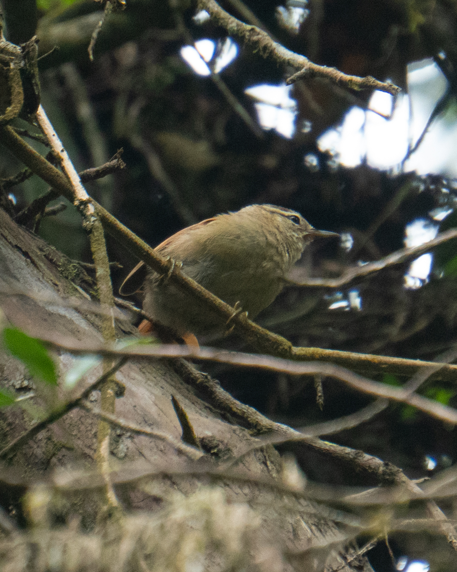 Pallid Spinetail (Cranioleuca pallida), photo 9