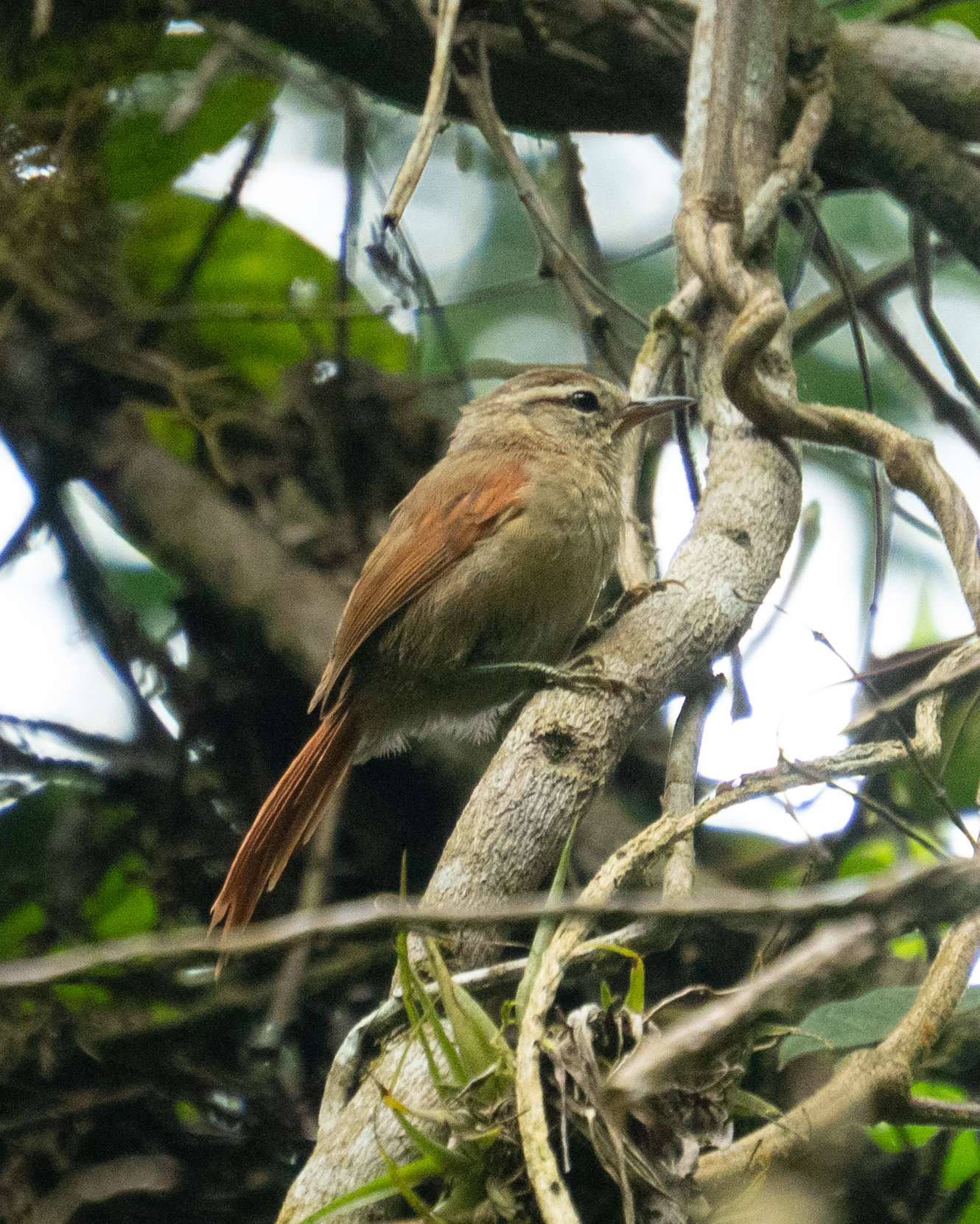 Pallid Spinetail (Cranioleuca pallida), photo 10