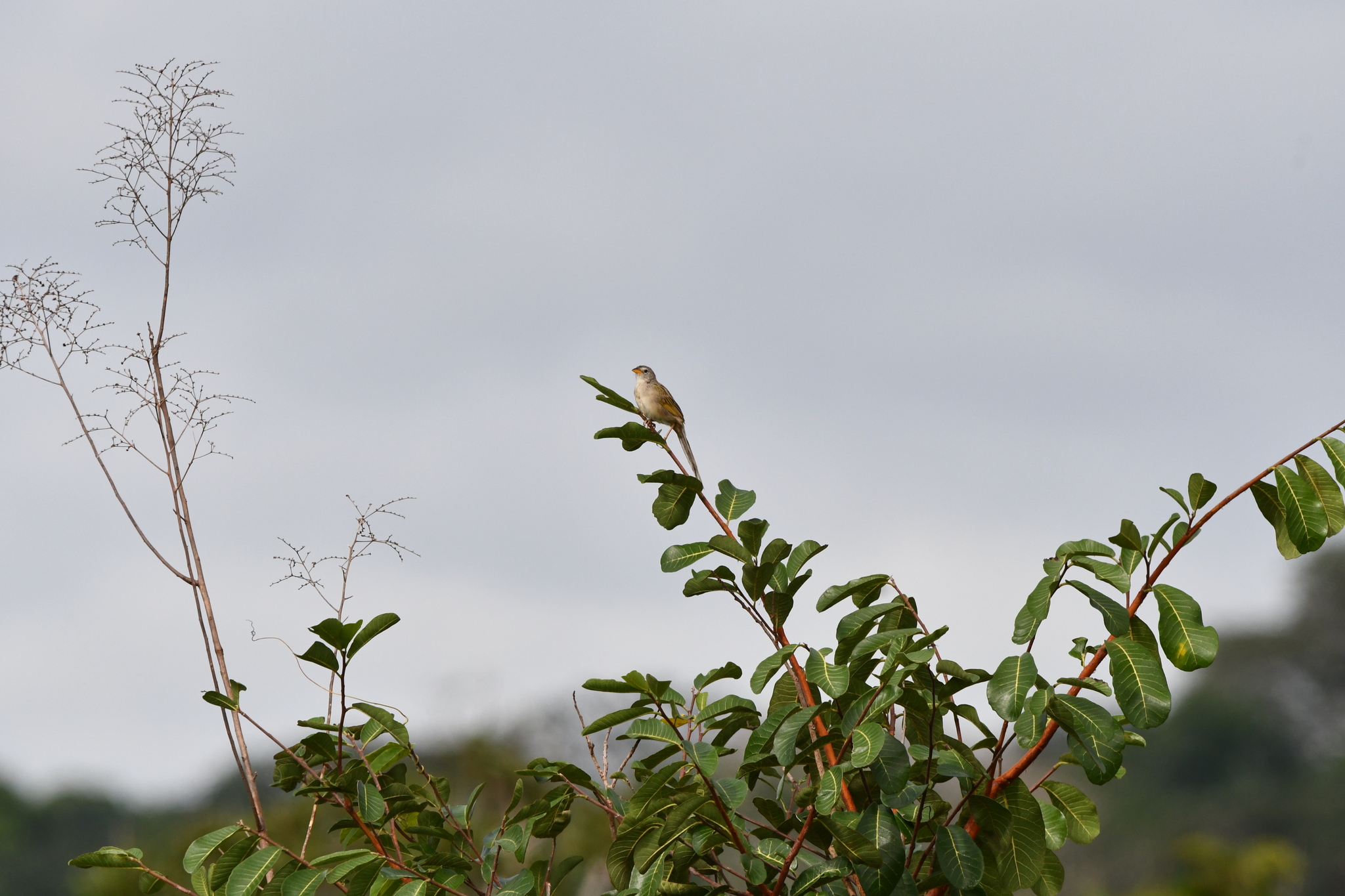 Wedge-tailed Grass Finch (Emberizoides herbicola), photo 1