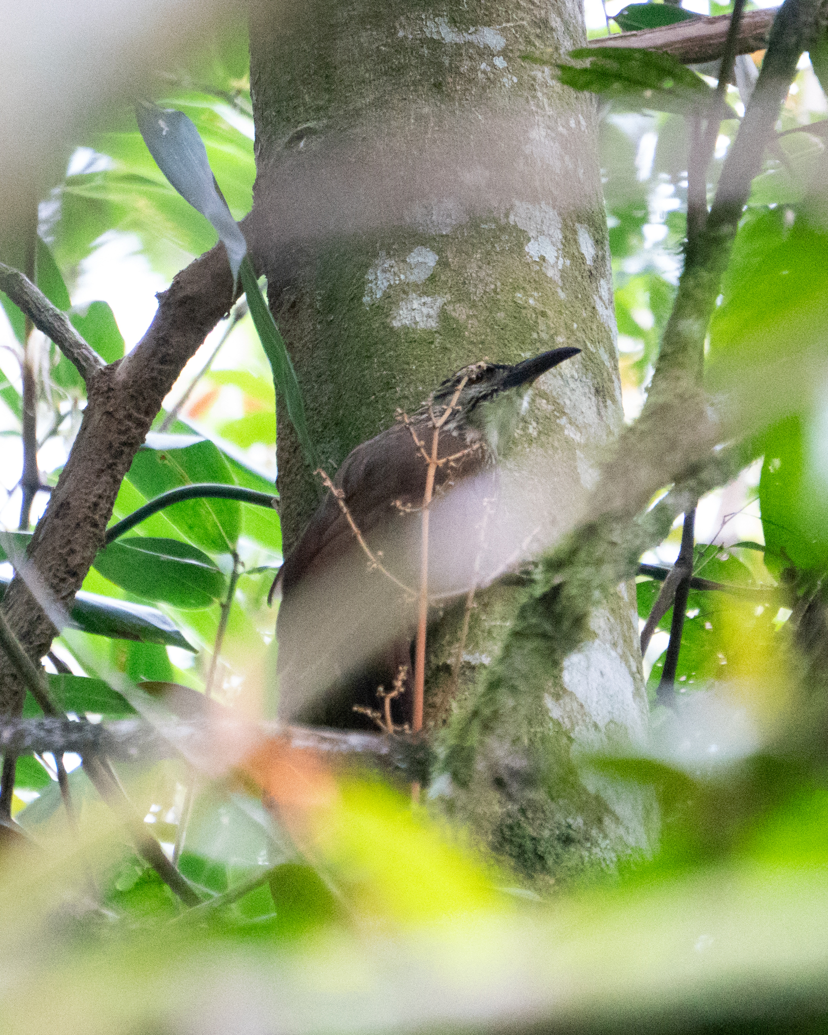 White-throated Woodcreeper (Xiphocolaptes albicollis), photo 8