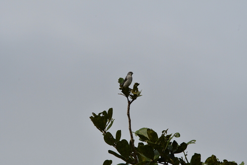 Plumbeous Seedeater (Sporophila plumbea)
