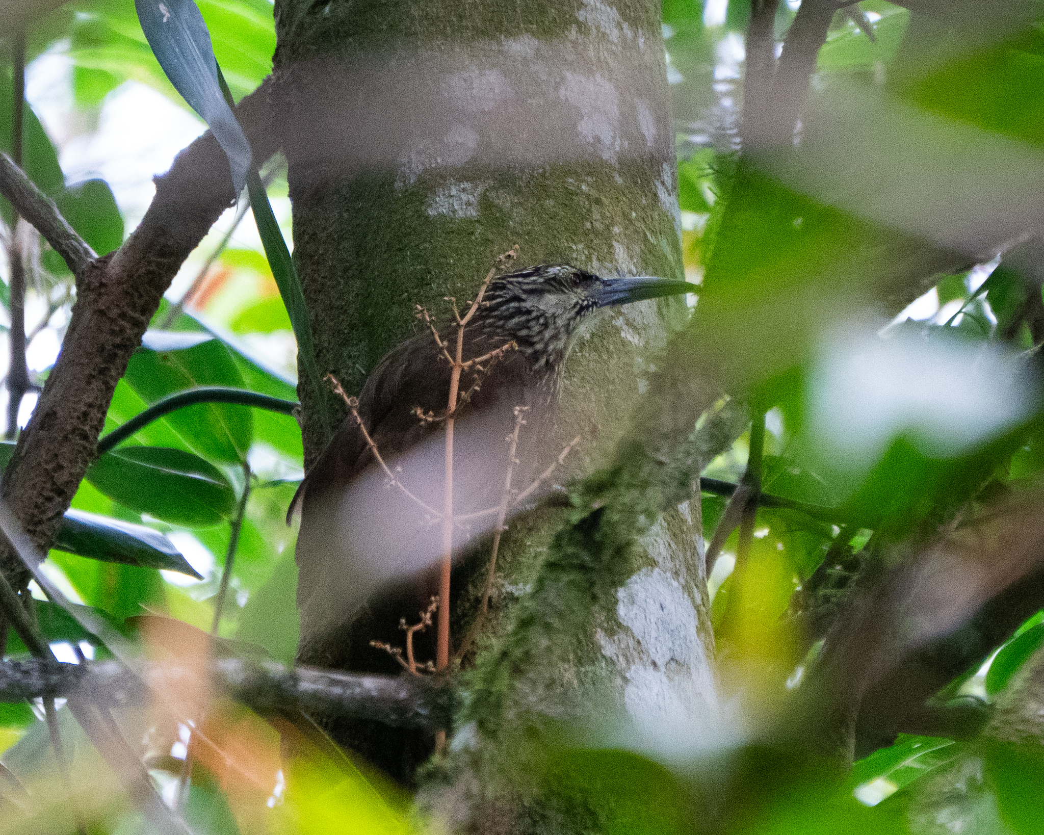 White-throated Woodcreeper (Xiphocolaptes albicollis), photo 9
