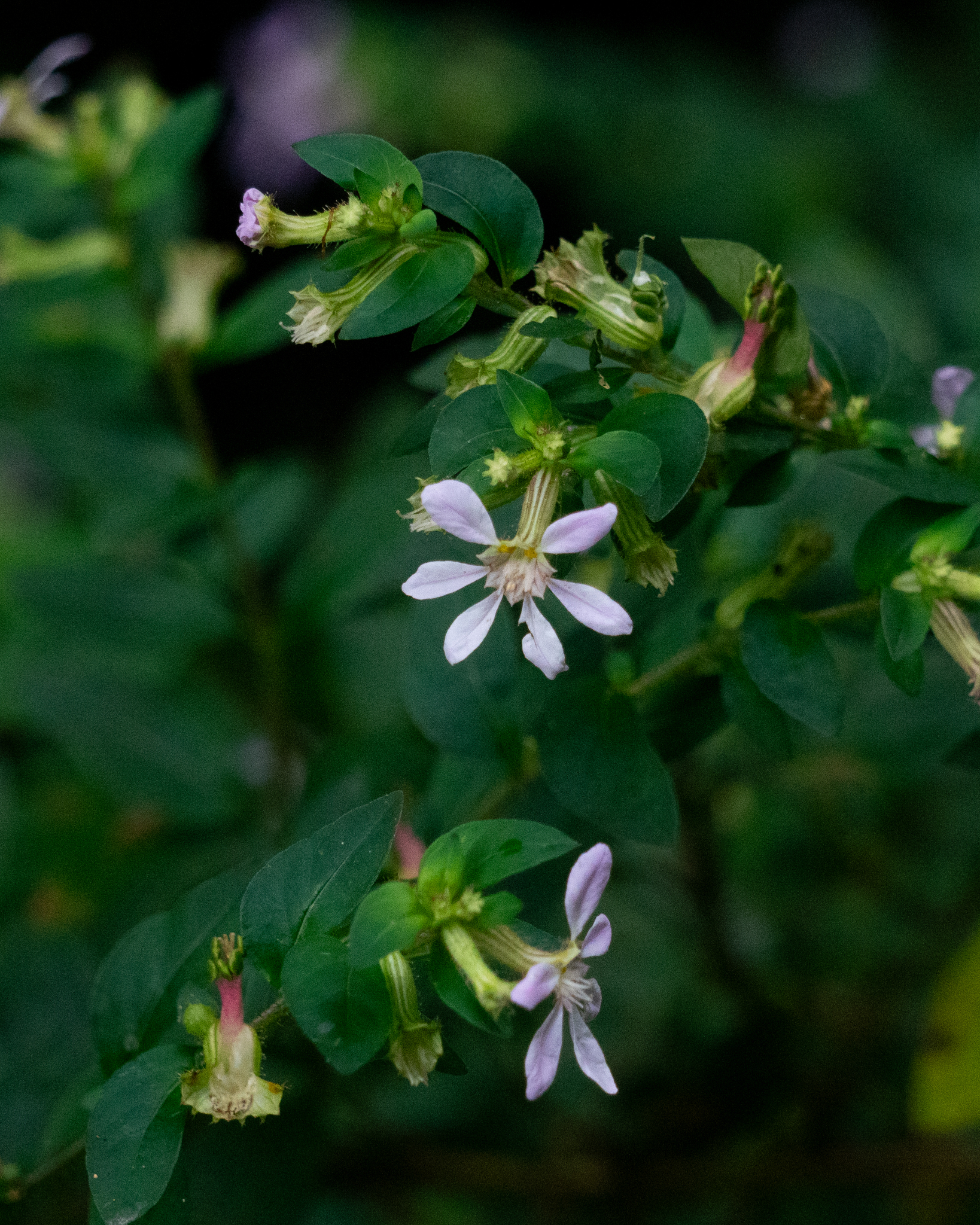 Cuphea ingrata