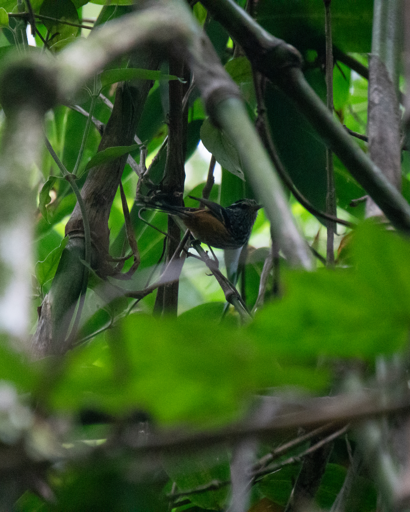 Ochre-rumped Antbird (Drymophila ochropyga), photo 2
