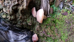 Leucoinocybe lenta