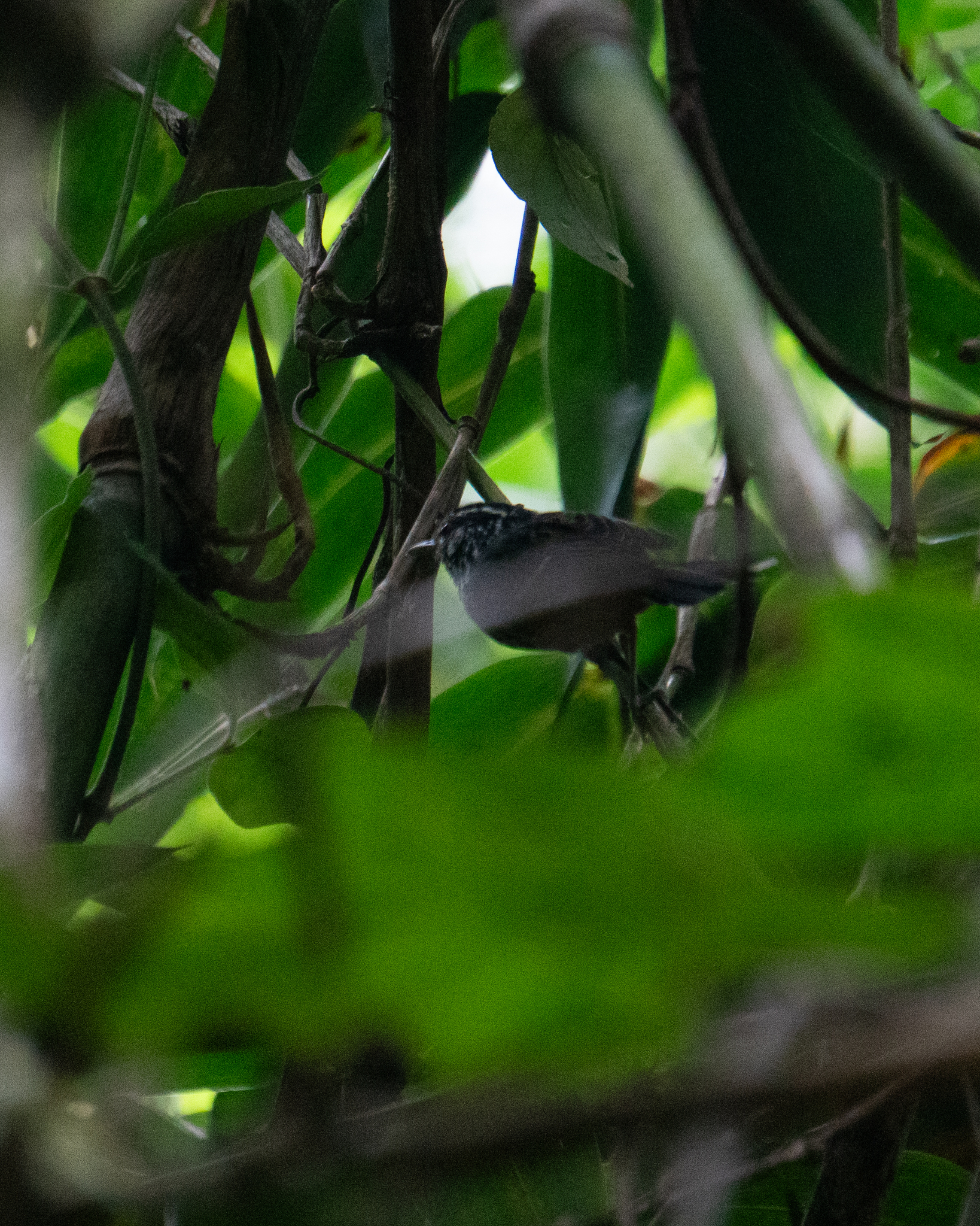 Ochre-rumped Antbird (Drymophila ochropyga), photo 3