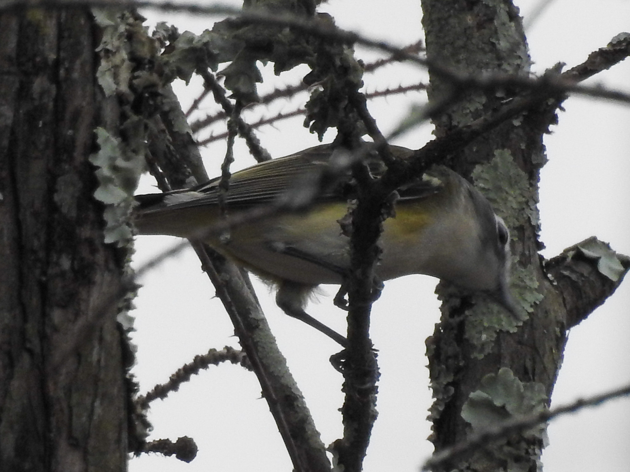 Blue-headed Vireo (Vireo solitarius), photo 4