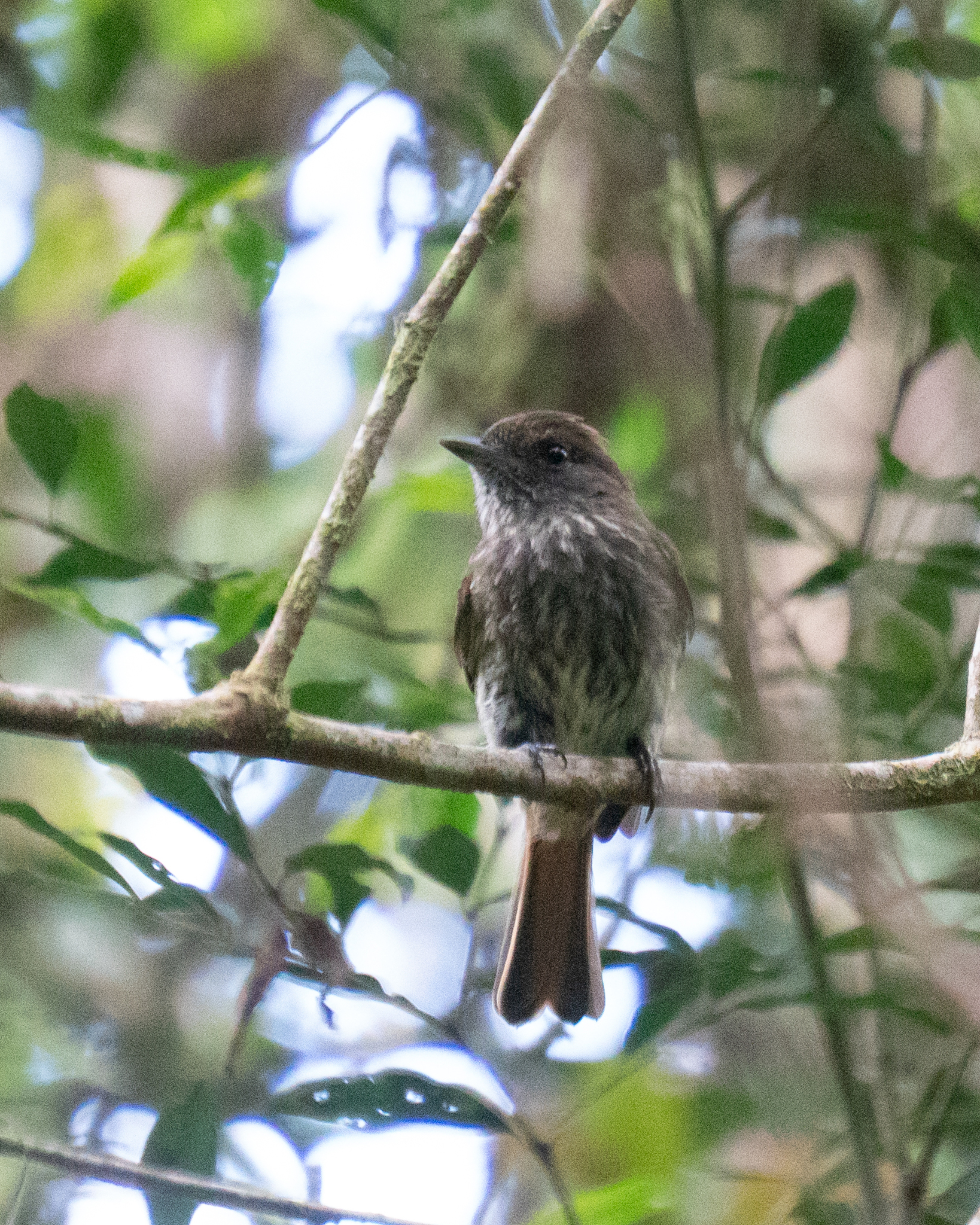 Blue-billed Black Tyrant (Knipolegus cyanirostris), photo 2