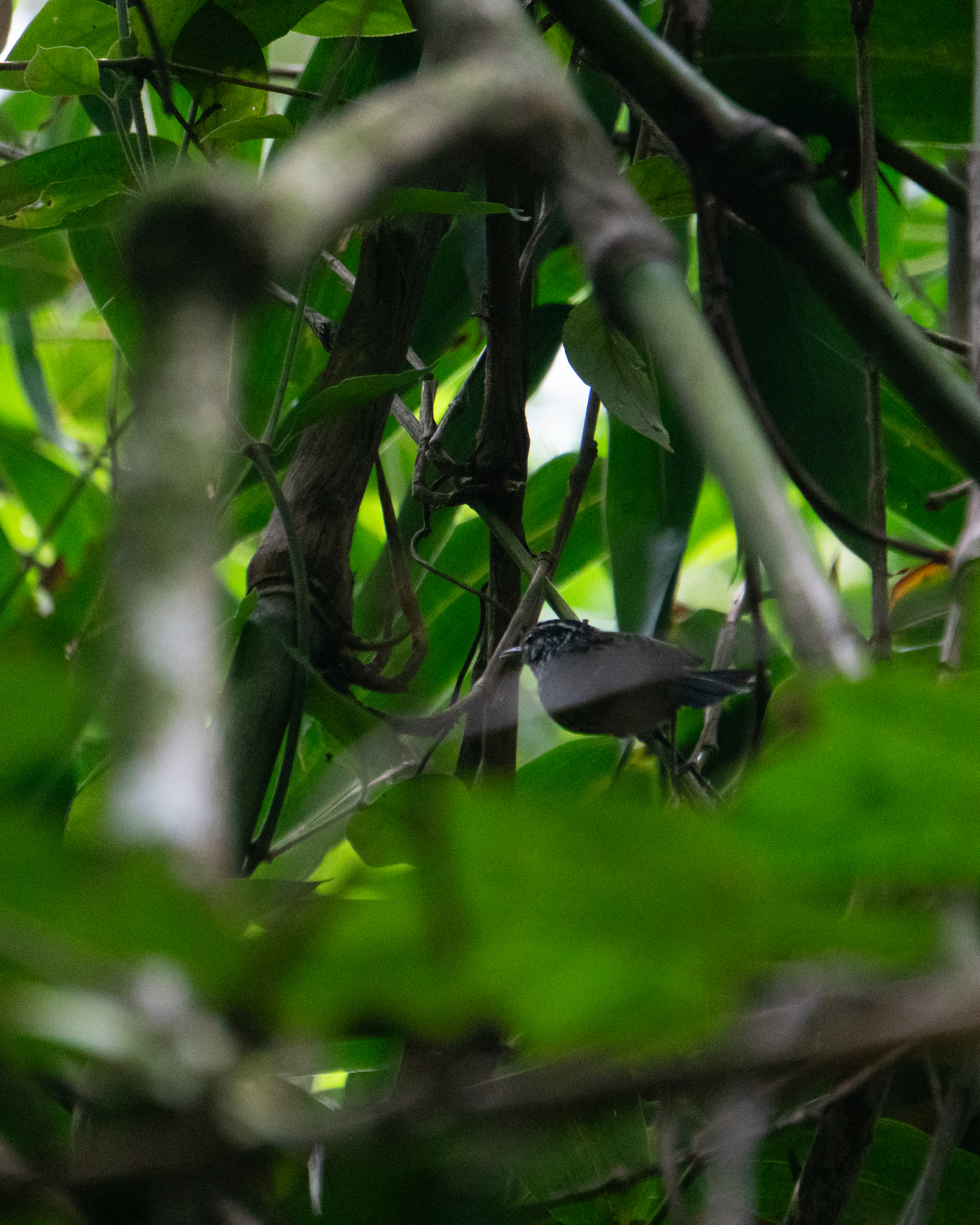 Ochre-rumped Antbird (Drymophila ochropyga), photo 4