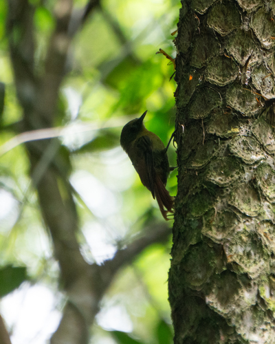 Olivaceous Woodcreeper (Sittasomus griseicapillus), photo 9