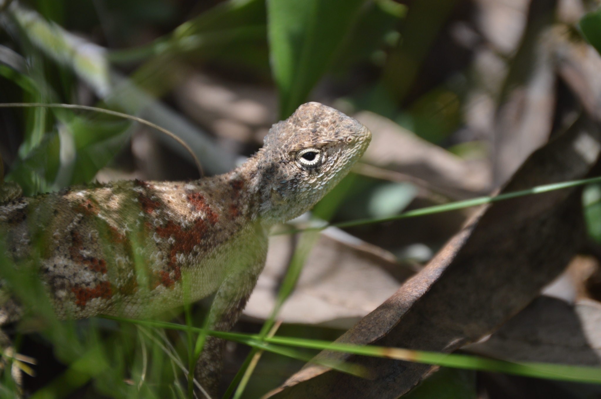 Agama aculeata distanti (Boulenger, 1902)