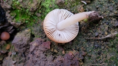 Leucoinocybe lenta