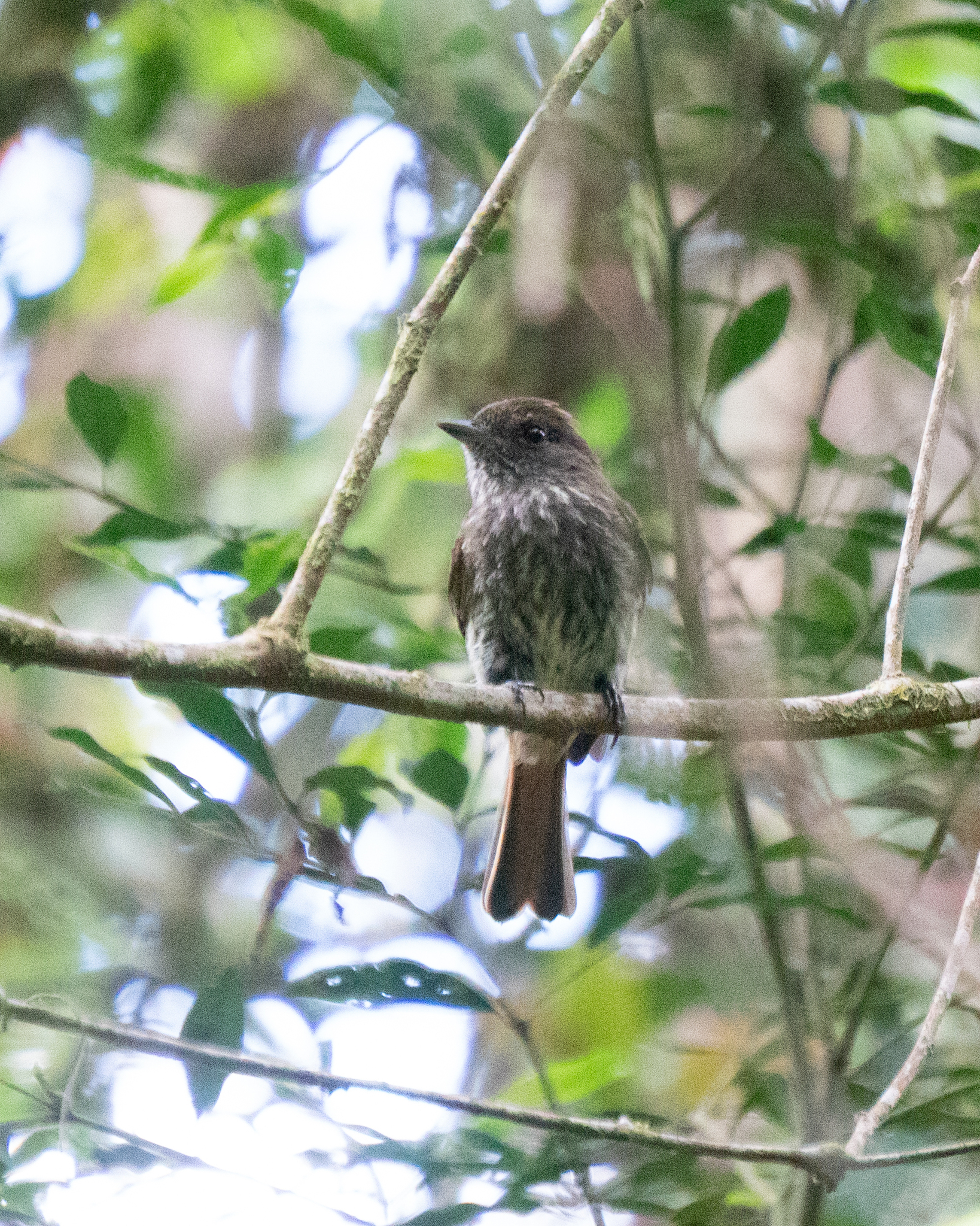 Blue-billed Black Tyrant (Knipolegus cyanirostris), photo 3