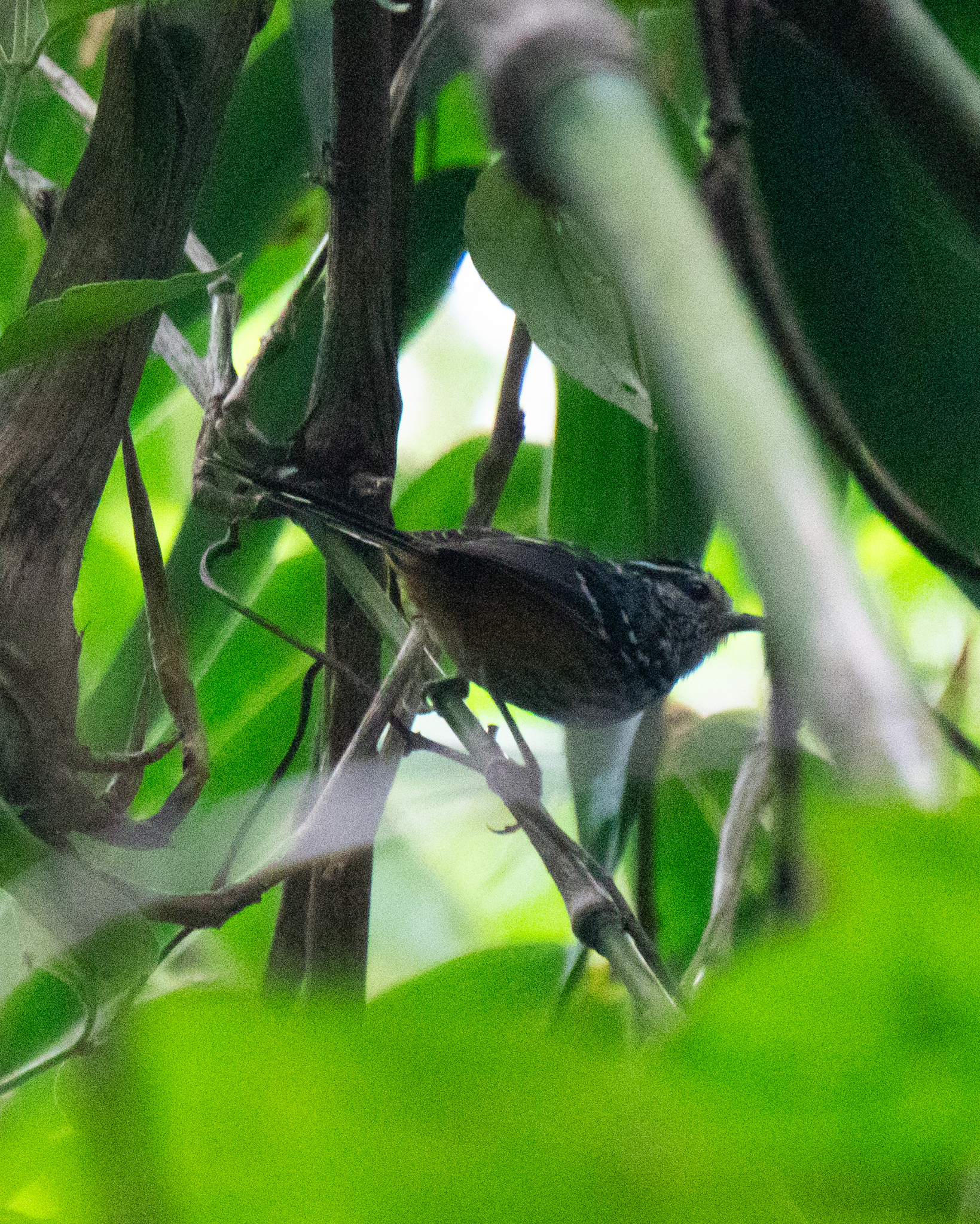 Ochre-rumped Antbird (Drymophila ochropyga), photo 7