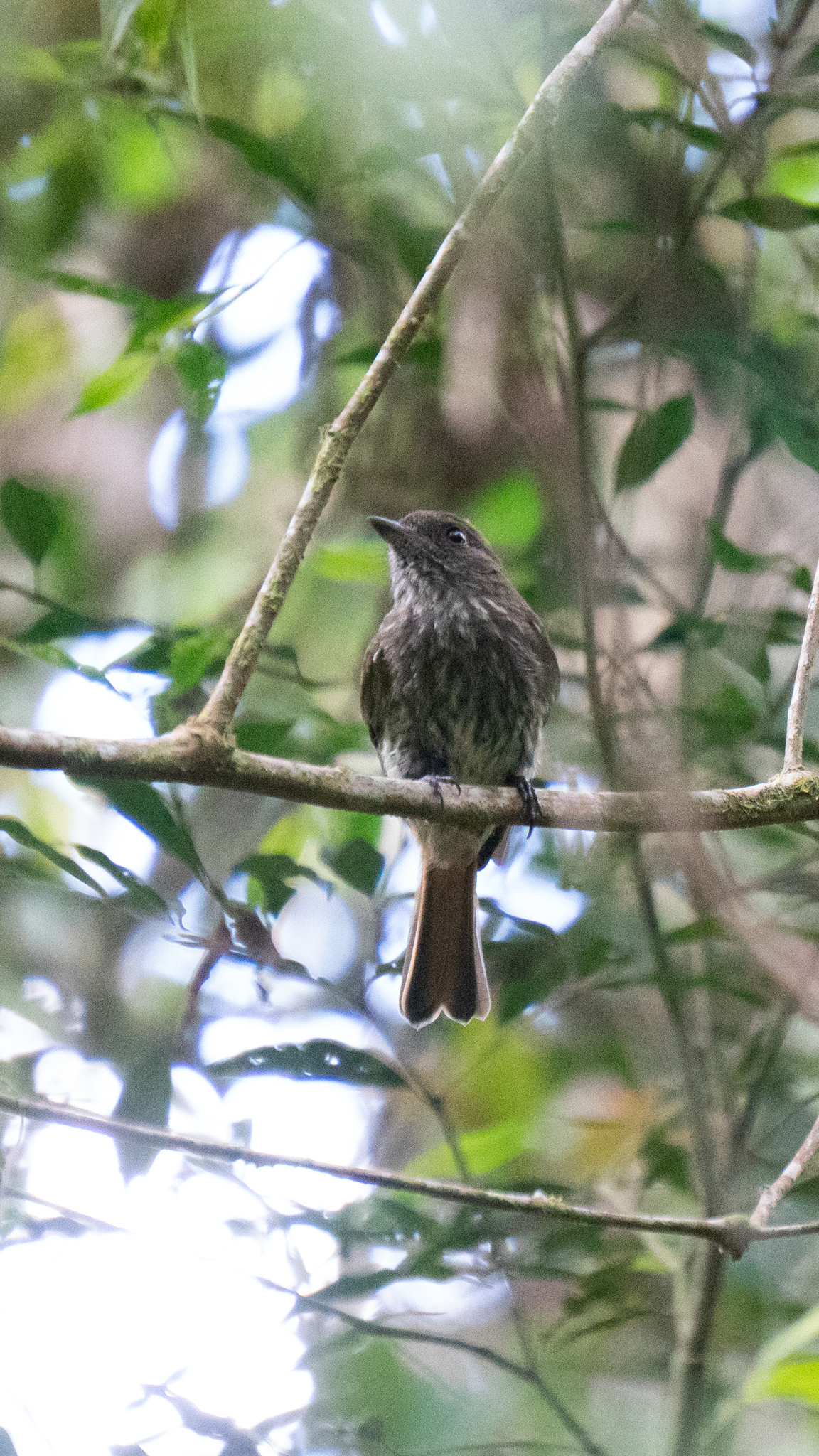 Blue-billed Black Tyrant (Knipolegus cyanirostris), photo 6