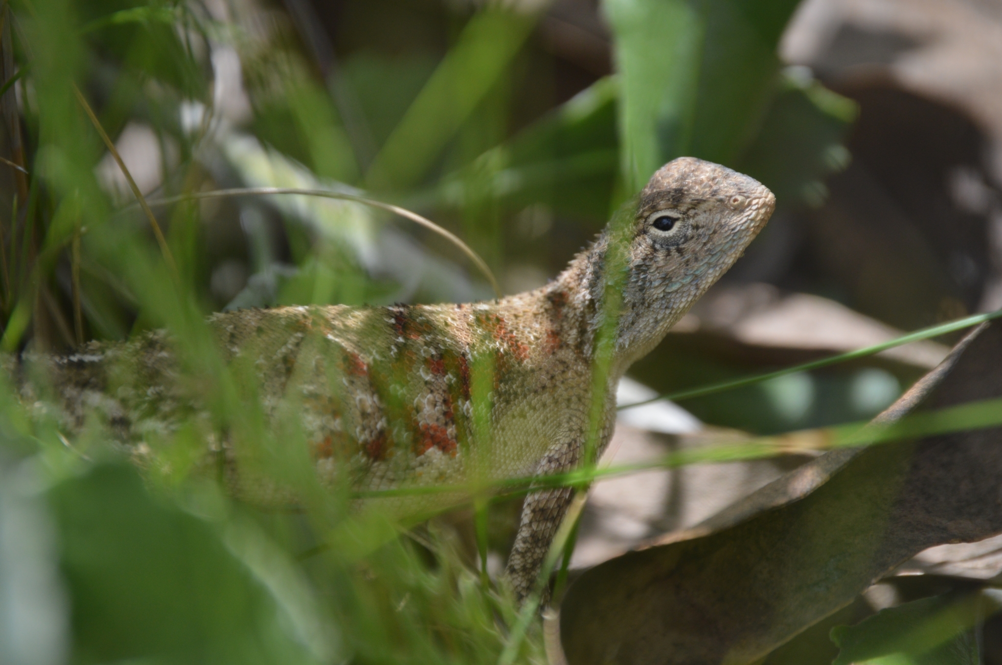 Agama aculeata distanti (Boulenger, 1902)