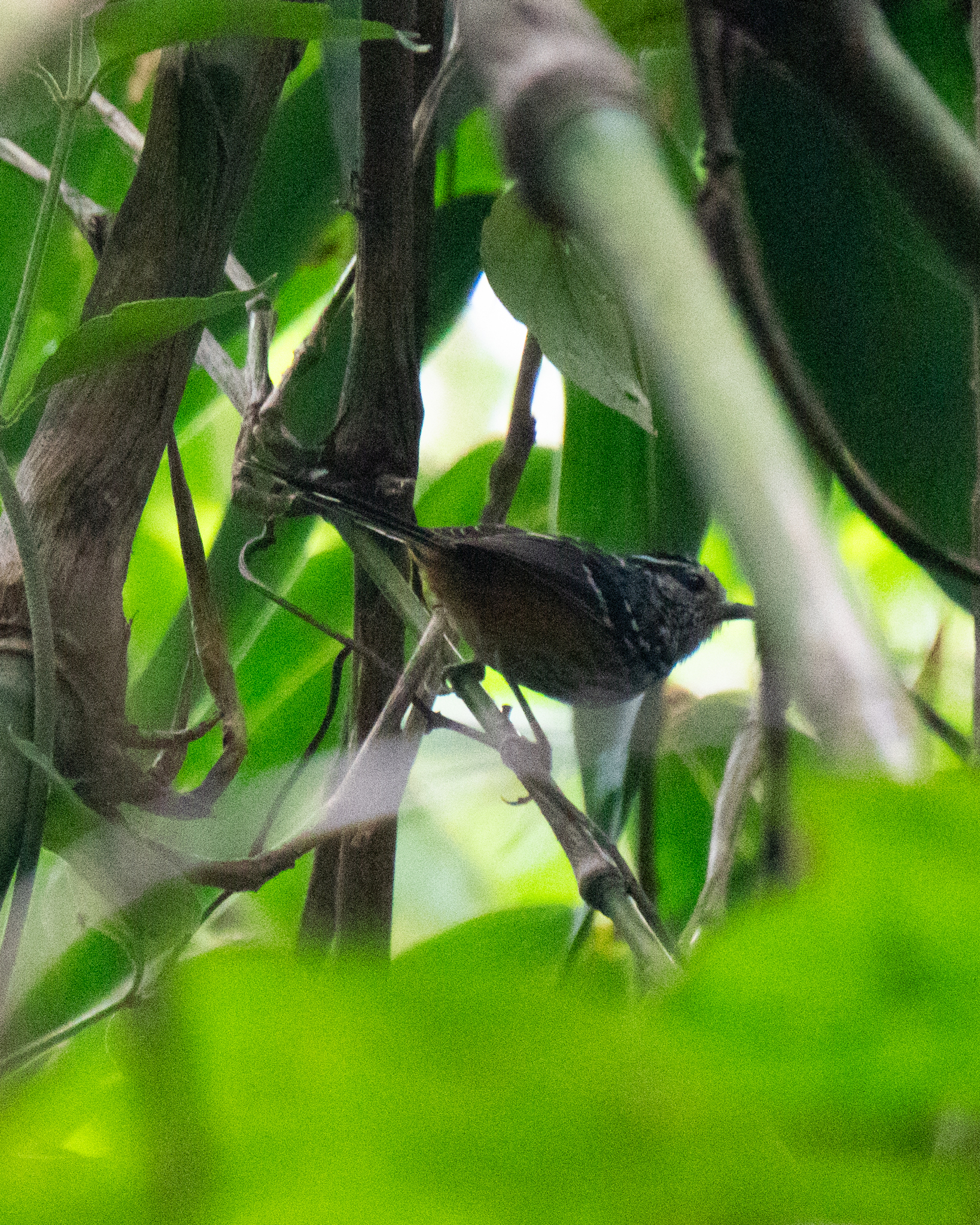 Ochre-rumped Antbird (Drymophila ochropyga), photo 6