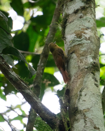 Olivaceous Woodcreeper (Sittasomus griseicapillus), photo 8