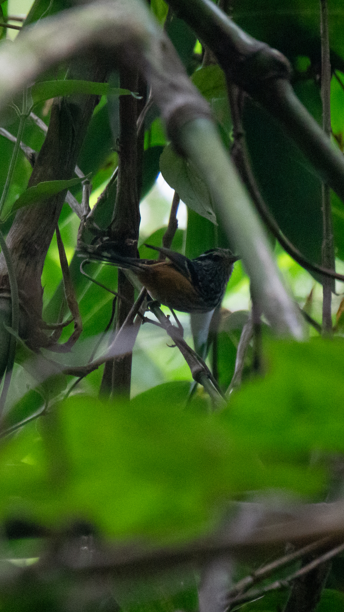 Ochre-rumped Antbird (Drymophila ochropyga), photo 5