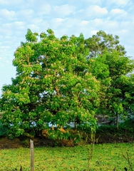 Caprier (Crateva tapia)