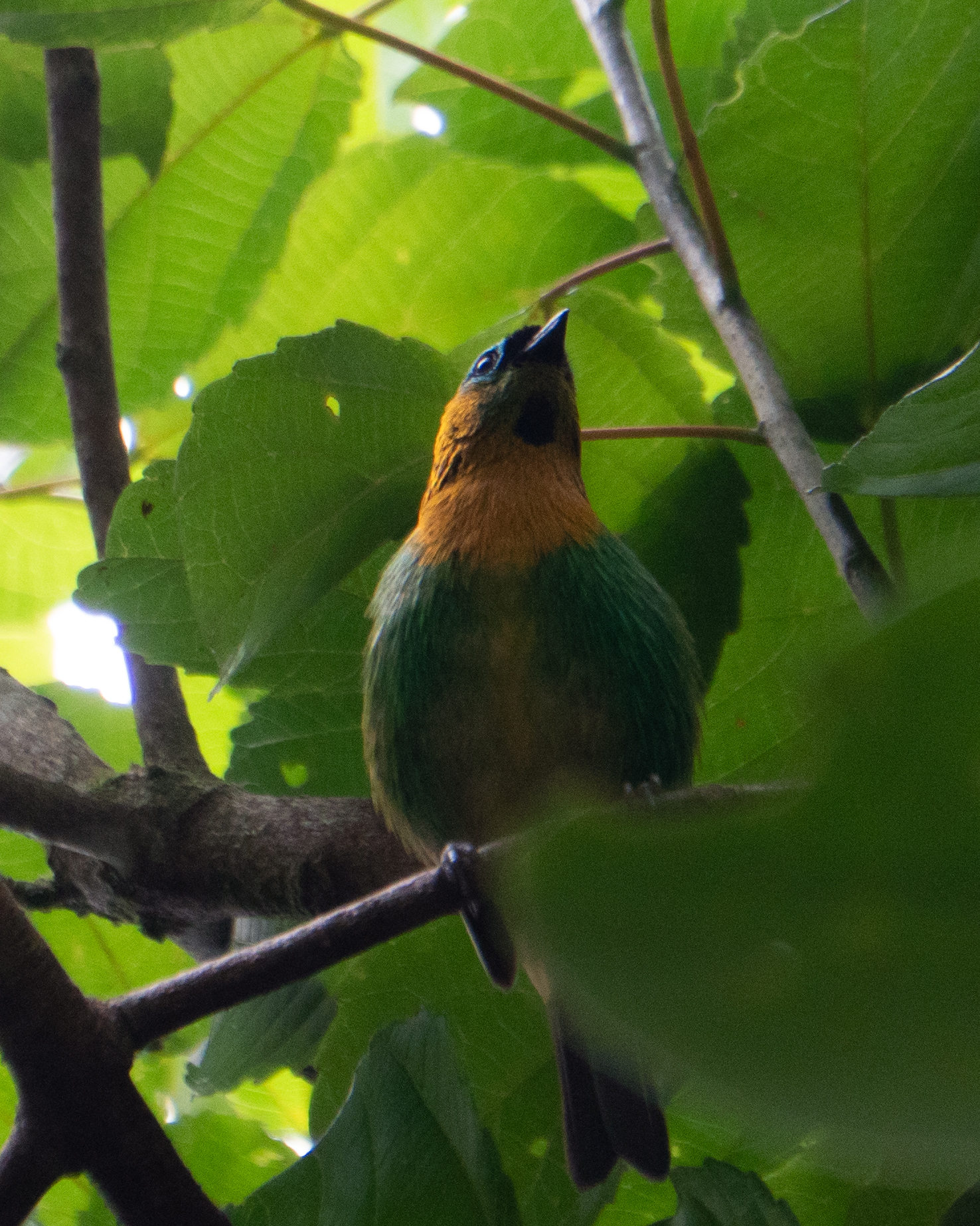 Brassy-breasted Tanager (Tangara desmaresti), photo 10