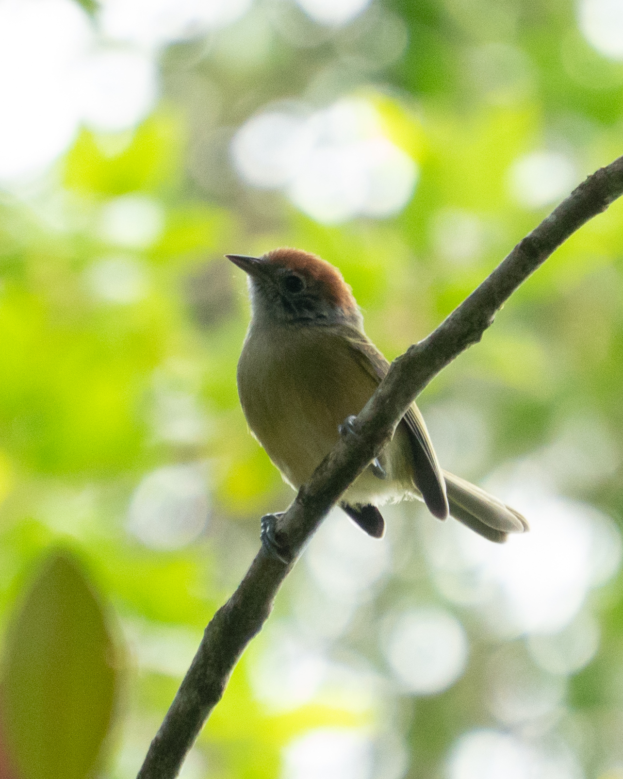 Rufous-crowned Greenlet (Hylophilus poicilotis), photo 2