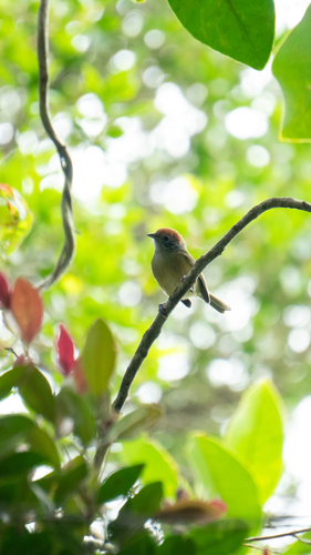 Rufous-crowned Greenlet (Hylophilus poicilotis), photo 3