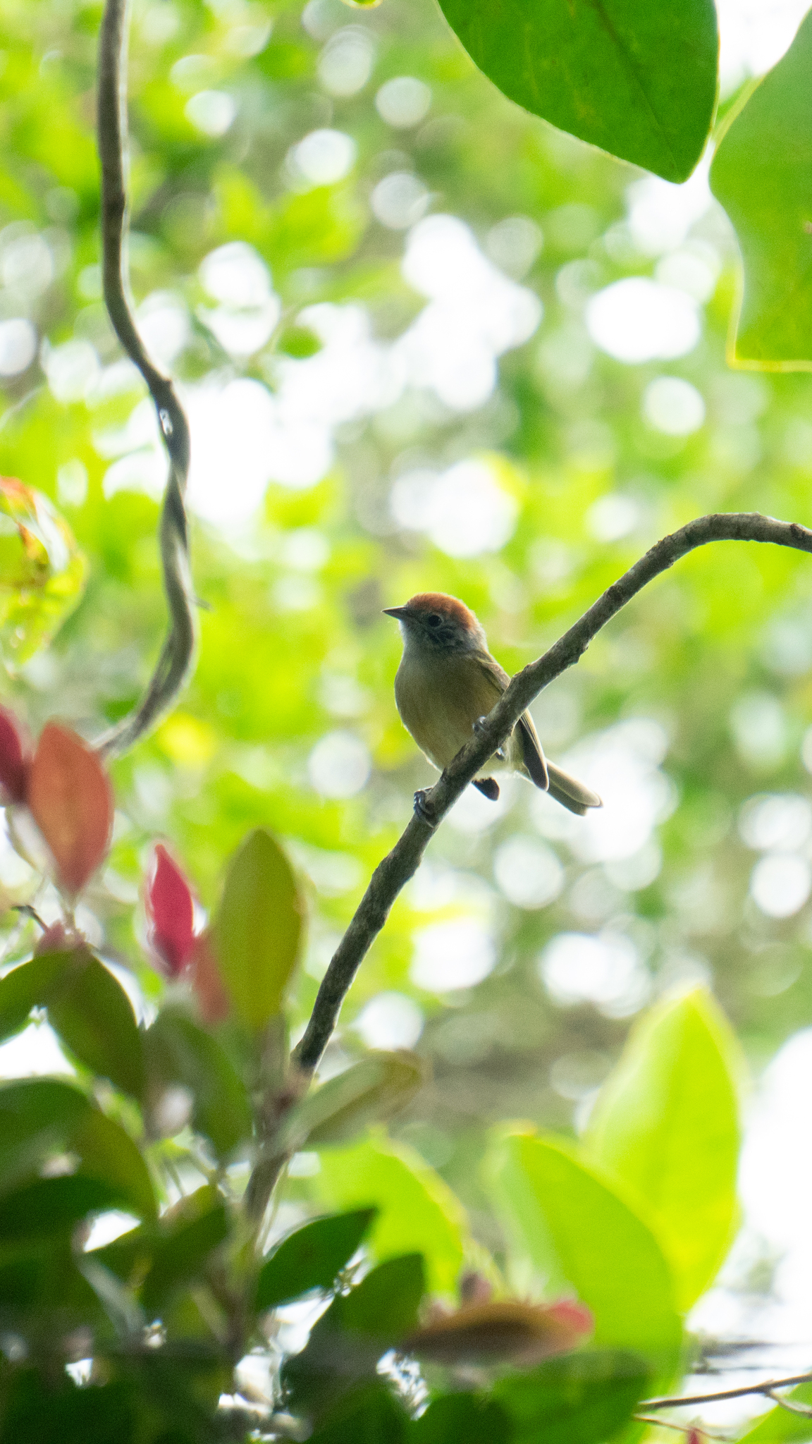 Rufous-crowned Greenlet (Hylophilus poicilotis), photo 3