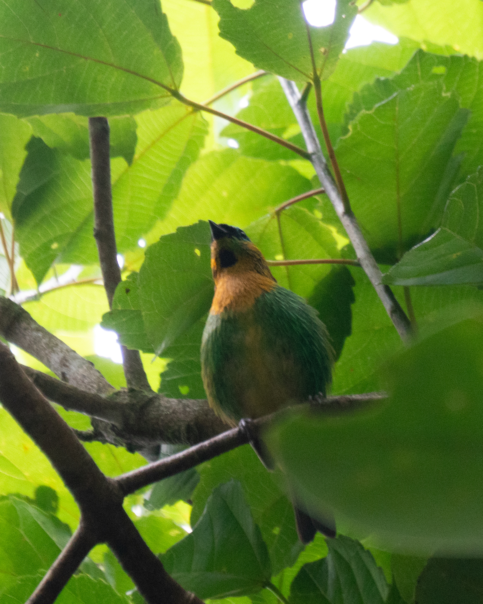 Brassy-breasted Tanager (Tangara desmaresti), photo 2