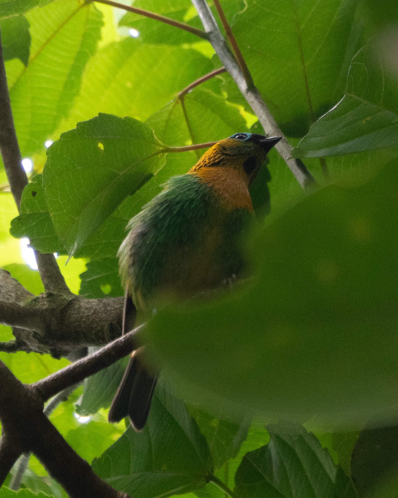 Brassy-breasted Tanager (Tangara desmaresti), photo 9