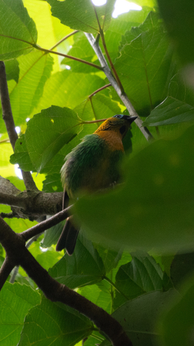 Brassy-breasted Tanager (Tangara desmaresti), photo 10