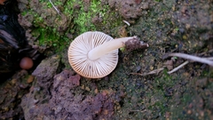 Leucoinocybe lenta