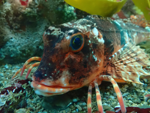 African gurnard (Chelidonichthys lastoviza) — Triglidae — 3