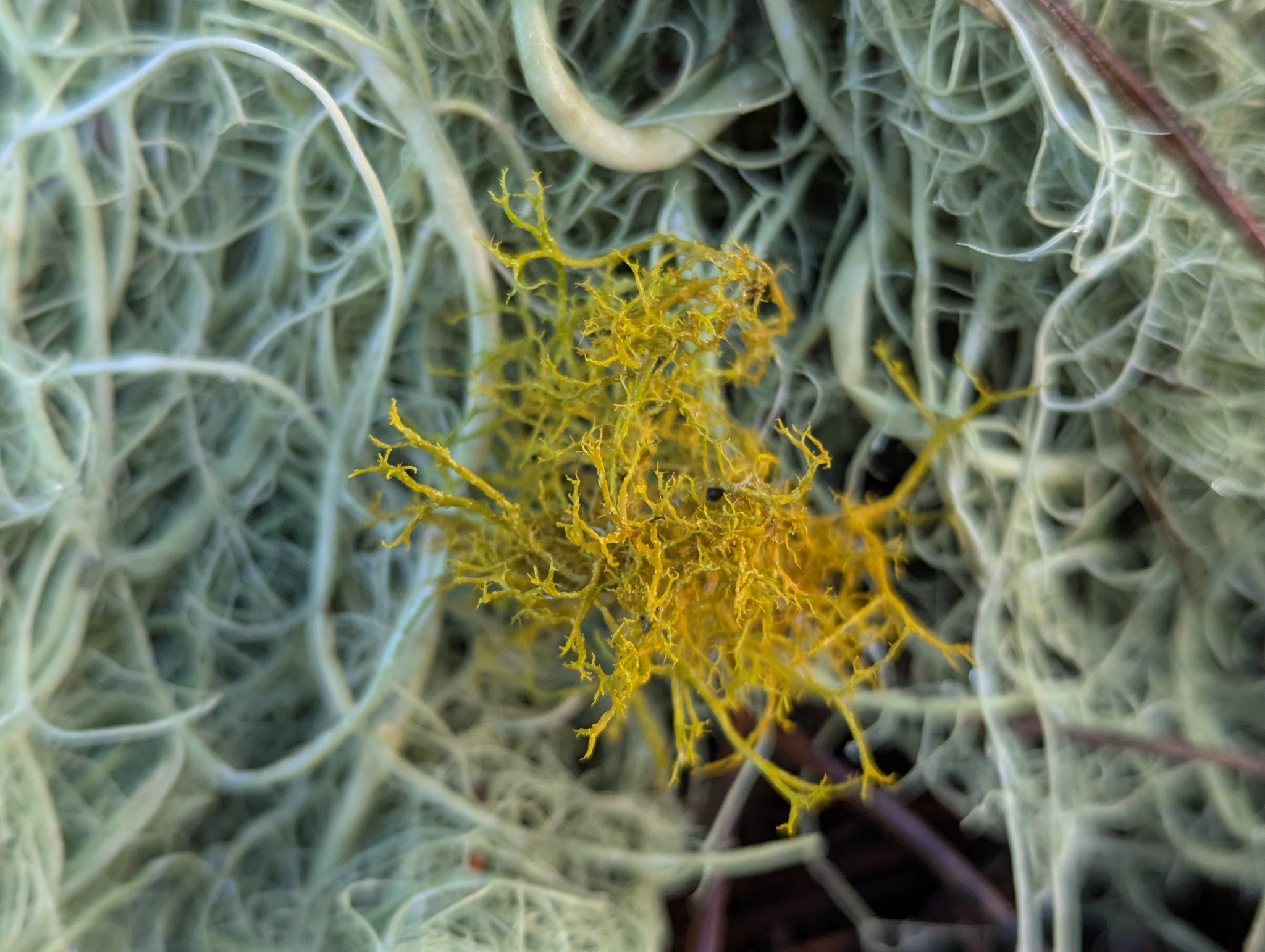 Teloschistes flavicans