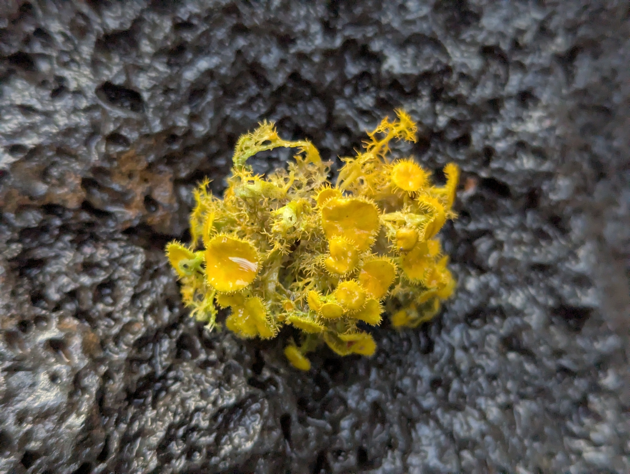 Niorma chrysophthalma