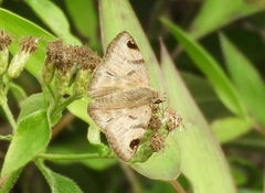 Arteurotia tractipennis tractipennis