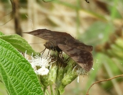 Pellicia