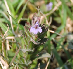 Hygrophila polysperma