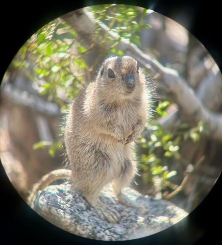 Round-tailed Ground Squirrel observed by ianjpoole