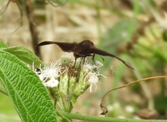 Pellicia
