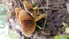 Agrocybe semiorbicularis