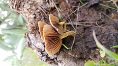 Agrocybe semiorbicularis