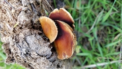 Agrocybe semiorbicularis