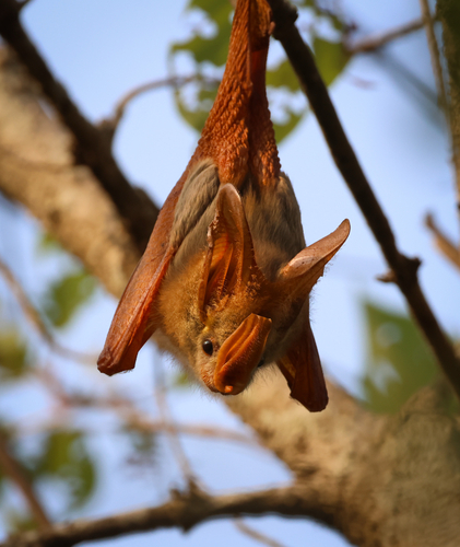 Yellow-winged Bat
