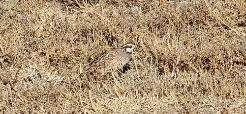 Northern Bobwhite observed by terey