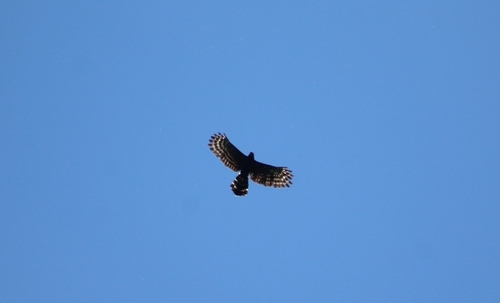 Black Hawk-Eagle (Spizaetus tyrannus), photo 4