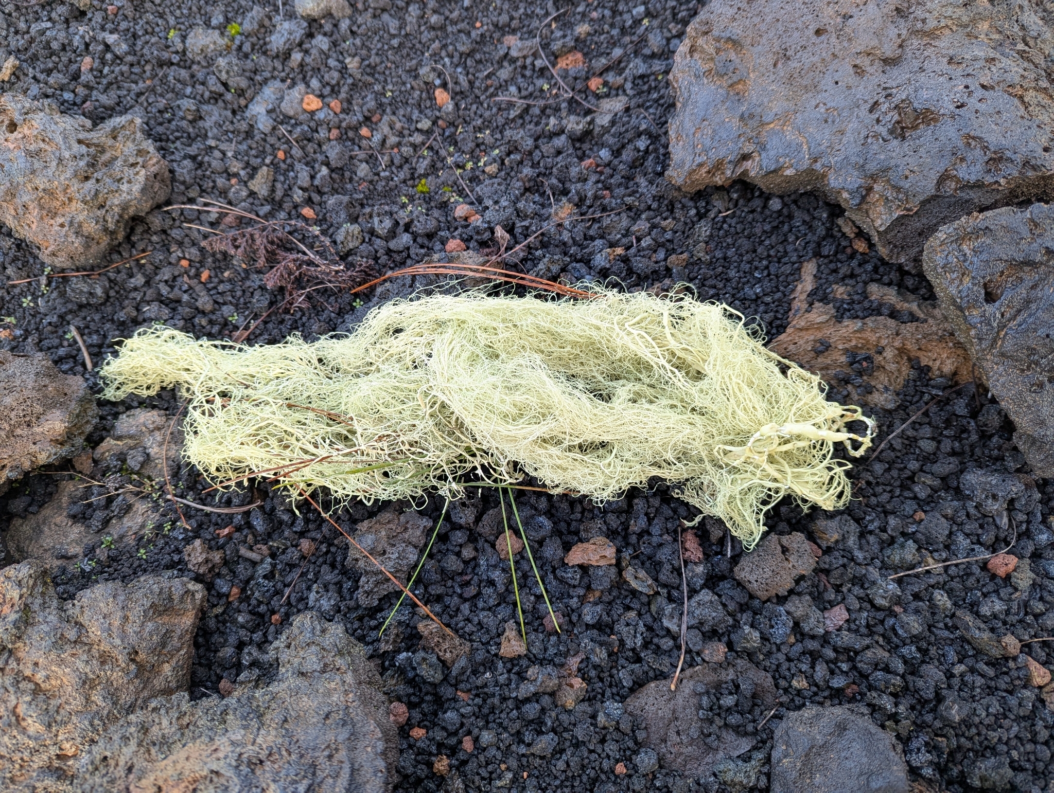 Usnea articulata